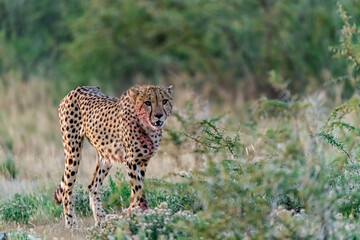 cheetah in savanna , Animal of africa