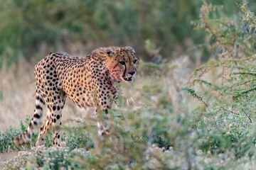 cheetah in wild savanna , Africa