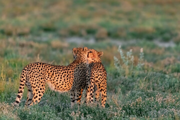 cheetah in savanna , Animal of africa