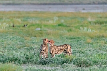 cheetah in savanna , Animal of africa