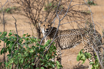 cheetah in wild savanna , Africa