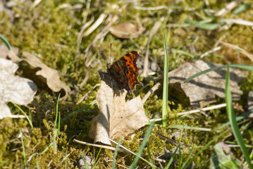 Comma butterfly (Polygonia c-album) sitting on a brown leaf in Zurich, Switzerland