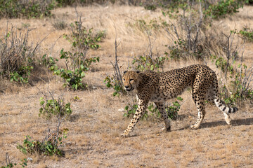 cheetah in wild savanna , Africa