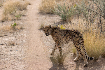 cheetah in wild savanna , Africa