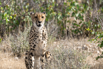 cheetah in wild savanna , Africa