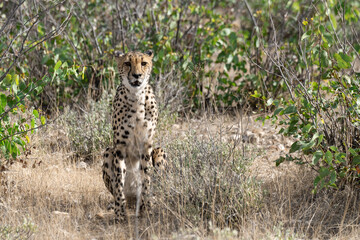 cheetah in wild savanna , Africa