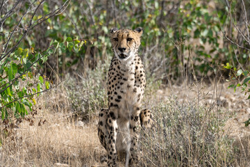 cheetah in wild savanna , Africa