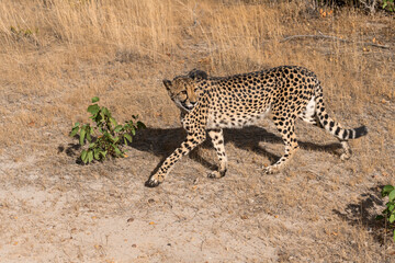 cheetah in wild savanna , Africa