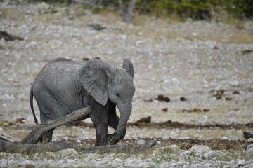 elephant in wild savanna , Africa
