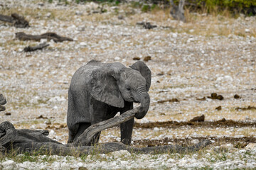 elephant in wild savanna , Africa
