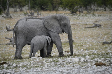 Fototapeta premium elephant in wild savanna , Africa 