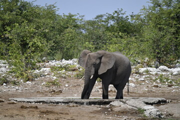 Fototapeta premium elephant in wild savanna , Africa