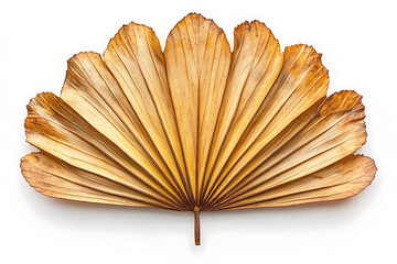 Dried Palm Leaf Pattern Fan Shape Exotic Nature Botanical Background Isolated