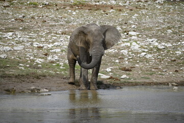 elefant in wild savanna , Africa

