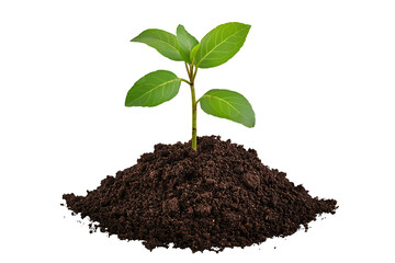 Young Plant Sprouting From Soil  on transparent background , png , cutoutSymbolizing New Growth And Life
