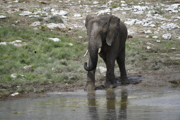 Obraz premium elephant in wild savanna , Africa 