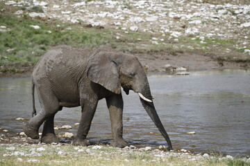 elephant in wild savanna , Africa
