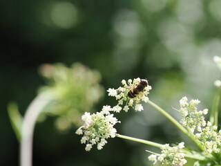 Bee Flowers and Plants 