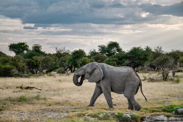 elephant in wild savanna , Africa
