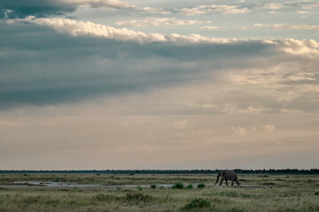 elephant in wild savanna , Africa