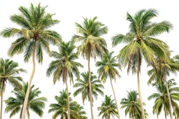 Tropical Palm Trees against White Background