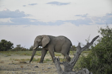 Fototapeta premium elephant in wild savanna , Africa