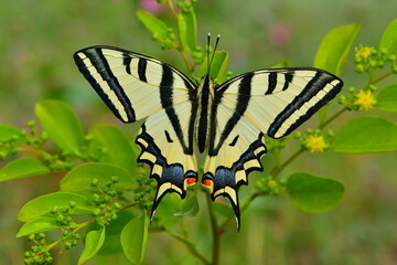 Papilio alexanor. 1399