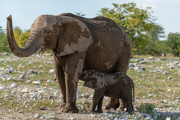 Fototapeta premium elefant in wild savanna , Africa 
