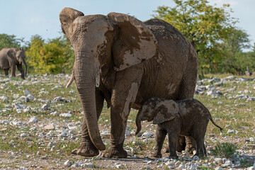Fototapeta premium elefant in wild savanna , Africa 