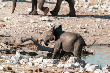 wild life of elephant in savanna , Africa