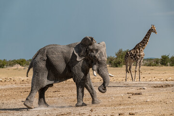 Fototapeta premium elephant in wild savanna , Africa