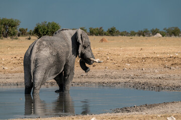 elephant in wild savanna , Africa