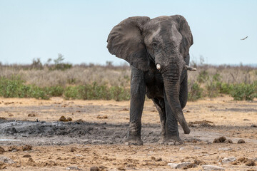 Fototapeta premium Elephant in wild savanna , Africa 