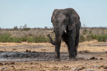 Obraz premium Elephant in wild savanna , Africa 