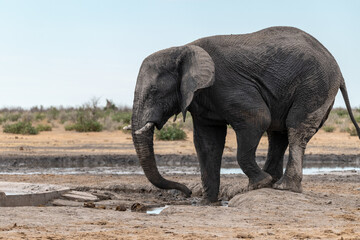 Elephant  in wild savanna , Africa
