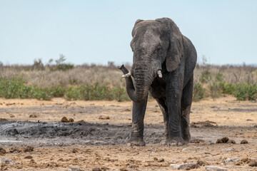 Obraz premium Elephant in wild savanna , Africa 