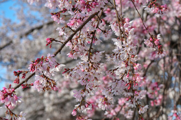 しだれ桜の花とつぼみ
