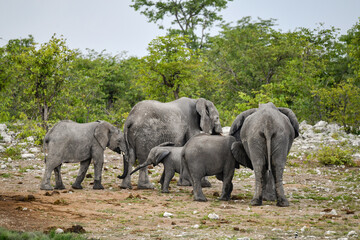 Elephant  in wild savanna , Africa

