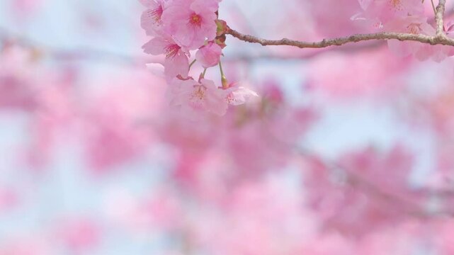 Close-up of cherry blossoms, spring plants, bright pink