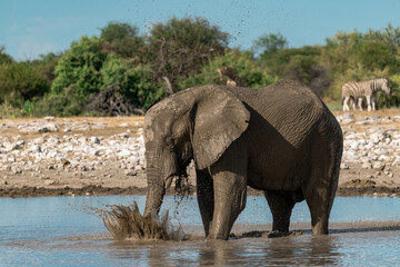Obraz premium elephant in wild savanna , Africa