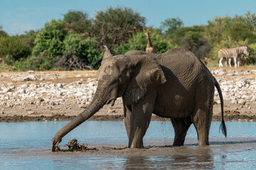 elephant in wild savanna , Africa