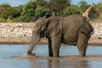 elephant in wild savanna , Africa