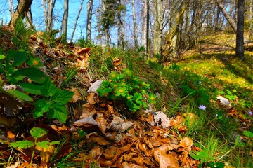 Beautiful green temperate springtime forest with Hacquetia epipactis flowers