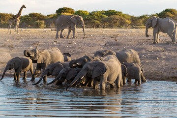 elephant in wild savanna , Africa