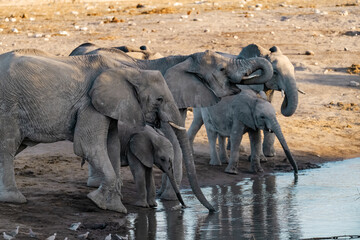 elephant in wild savanna , Africa