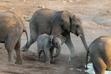elephant in wild savanna , Africa