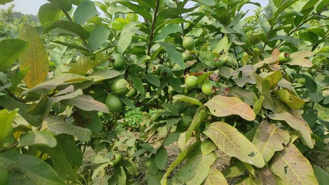 The guavas are on the tree branch. Ripe Tropical Fruit Guava on Guava Tree.