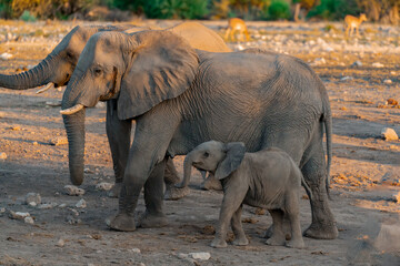 wild elephant in savanna , Africa