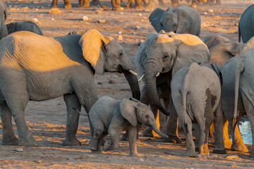 elephant in wild savanna , Africa