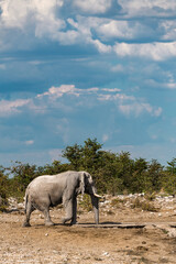 Naklejka premium elephant in wild savanna , Africa